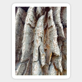 Wood, pattern, tree, nature Sticker